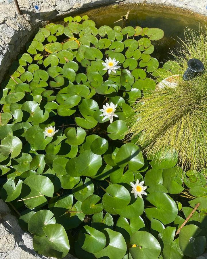 B&B Il Giardino Delle Meraviglie Melito Di Porto Salvo Extérieur photo