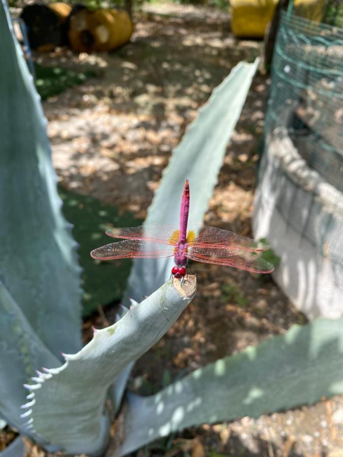 B&B Il Giardino Delle Meraviglie Melito Di Porto Salvo Extérieur photo