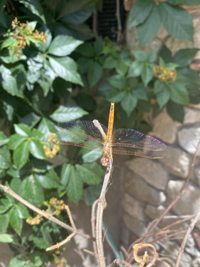 B&B Il Giardino Delle Meraviglie Melito Di Porto Salvo Extérieur photo