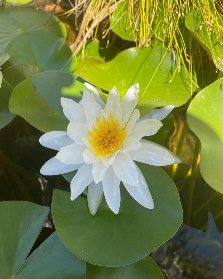 B&B Il Giardino Delle Meraviglie Melito Di Porto Salvo Extérieur photo